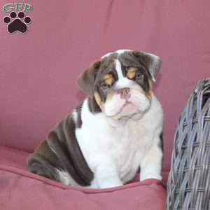 Emory, English Bulldog Puppy